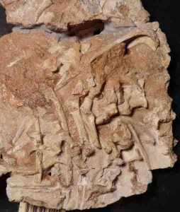 A slab containing fossils of Antarctanax. Credit: Copyright Brandon Peecook, Field Museum