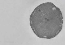 Life thrived on Earth 3.5 billion years ago Electron microscopy image of microbial cells which respire sulfate.