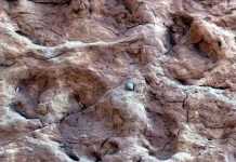 Long-necked dinosaurs rotated their forefeet to the side These are well preserved footprints of the find site in Morocco, with clearly visible claw impressions. Credit: The Society of Vertebrate Paleontology