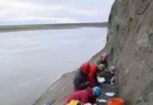 Scientists excavate a dinosaur bone bed along the Colville River.