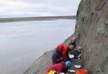 Marsupial lived among Arctic dinosaurs Scientists excavate a dinosaur bone bed along the Colville River.