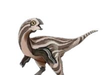 New oviraptorosaur species discovered in Mongolia Gobiraptor reconstruction.