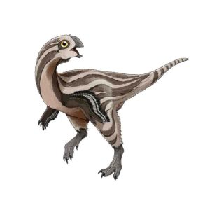 Gobiraptor reconstruction.