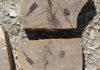 New study of fossil plants shows the emergence of the Pacific Northwest’s temperate forests A fossil of a conifer called Cunninghamia.