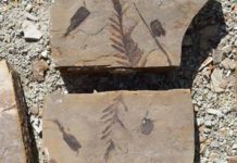 New study of fossil plants shows the emergence of the Pacific Northwest’s temperate forests A fossil of a conifer called Cunninghamia.