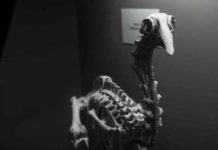 Origins of giant extinct New Zealand bird traced to Africa Adzebill skeleton
