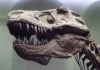 T. rex possessed a unique flexible skull T. rex had an unusually flexible skull. Credit: Senckenberg