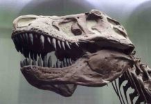 T. rex possessed a unique flexible skull T. rex had an unusually flexible skull. Credit: Senckenberg