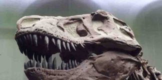 T. rex had an unusually flexible skull. Credit: Senckenberg