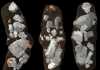 The 210-million-year-old Smok was crushing bones like a hyena Coprolites, or fossil droppings, of the dinosaur-like archosaur Smok wawelski contain lots of chewed-up bone fragments. This led researchers at Uppsala University to conclude that this top predator was exploiting bones for salt and marrow, a behavior often linked to mammals but seldom to archosaurs. Credit: Martin Qvarnström