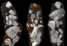 Coprolites, or fossil droppings, of the dinosaur-like archosaur Smok wawelski contain lots of chewed-up bone fragments. This led researchers at Uppsala University to conclude that this top predator was exploiting bones for salt and marrow, a behavior often linked to mammals but seldom to archosaurs. Credit: Martin Qvarnström