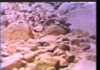 Debris Flow Dynamics
