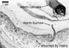 500-million-year old worm ‘superhighway’ discovered in Canada These are worm tunnels (labelled) visible in small section of rock.