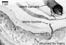 500-million-year old worm ‘superhighway’ discovered in Canada These are worm tunnels (labelled) visible in small section of rock.