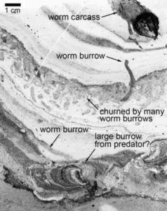 These are worm tunnels (labelled) visible in small section of rock.