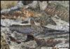 66-million-year-old deathbed linked to dinosaur-killing meteor Fossilized fish piled one atop another