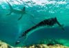 A small plesiosaur lived in Spain 125 million years ago leptocleididae
