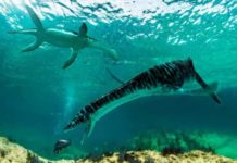 A small plesiosaur lived in Spain 125 million years ago leptocleididae
