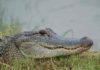Alligator study reveals insight into dinosaur hearing American Alligators make neural maps of sound the same way birds do