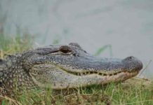 Alligator study reveals insight into dinosaur hearing American Alligators make neural maps of sound the same way birds do