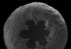Amoebae diversified at least 750 million years ago, far earlier than expected Amoebozoa