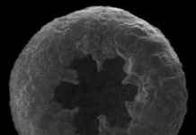 Amoebae diversified at least 750 million years ago, far earlier than expected Amoebozoa