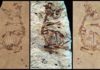 Ancient birds out of the egg running Feathers revealed in a ~125 million-year-old fossil of a bird hatchling shows it came "out of the egg running". Specimen MPCM-LH-26189 from Los Hoyas, Spain is preserved between two slabs of rock: (a) 'counter' slab under normal light (b) Laser-Stimulated Fluorescence (LSF) image combining the results from both rock slabs. This reveals brown patches around the specimen that include clumps of elongate feathers associated with the neck and wings and a single long vaned feather associated with the left wing. (c) Normal light image of the main slab. Scale is 5mm.