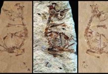 Ancient birds out of the egg running Feathers revealed in a ~125 million-year-old fossil of a bird hatchling shows it came "out of the egg running". Specimen MPCM-LH-26189 from Los Hoyas, Spain is preserved between two slabs of rock: (a) 'counter' slab under normal light (b) Laser-Stimulated Fluorescence (LSF) image combining the results from both rock slabs. This reveals brown patches around the specimen that include clumps of elongate feathers associated with the neck and wings and a single long vaned feather associated with the left wing. (c) Normal light image of the main slab. Scale is 5mm.