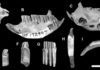 Capromyid or hutia fossils that were found digested by Cuban crocodiles,
