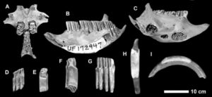 Capromyid or hutia fossils that were found digested by Cuban crocodiles,