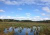 As sea level rises, wetlands crank up their carbon storage This is a tidal marsh in Maryland, on a tributary of Chesapeake Bay.