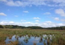 As sea level rises, wetlands crank up their carbon storage This is a tidal marsh in Maryland, on a tributary of Chesapeake Bay.