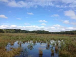 This is a tidal marsh in Maryland, on a tributary of Chesapeake Bay. 