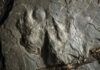 Dinosaur tracks make fresh impression at Valley Forge park a fossilized dinosaur footprints
