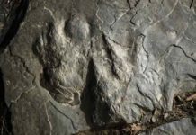 Dinosaur tracks make fresh impression at Valley Forge park a fossilized dinosaur footprints