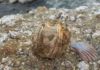 Fossil barnacles reveal prehistoric whale migrations Fossil whale barnacles from the Pleistocene were retrieved from the Burica Peninsula of Panama for analyses.