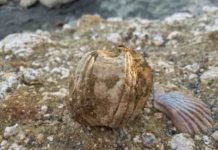 Fossil barnacles reveal prehistoric whale migrations Fossil whale barnacles from the Pleistocene were retrieved from the Burica Peninsula of Panama for analyses.