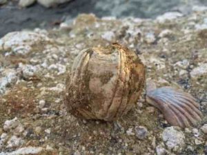 Fossil whale barnacles from the Pleistocene were retrieved from the Burica Peninsula of Panama for analyses. 