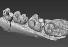 Fossil teeth from Kenya solve ancient monkey mystery A 3D model of the mandible of Alophia rendered from high resolution CT scans.