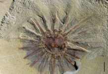 Half-a-billion-year-old fossil reveals the origins of comb jellies Daihua sanqiong