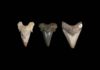 How megalodon’s teeth evolved into the ‘ultimate cutting tools’ megalodon's teeth