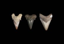 megalodon's teeth