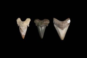 megalodon's teeth