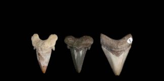 megalodon's teeth