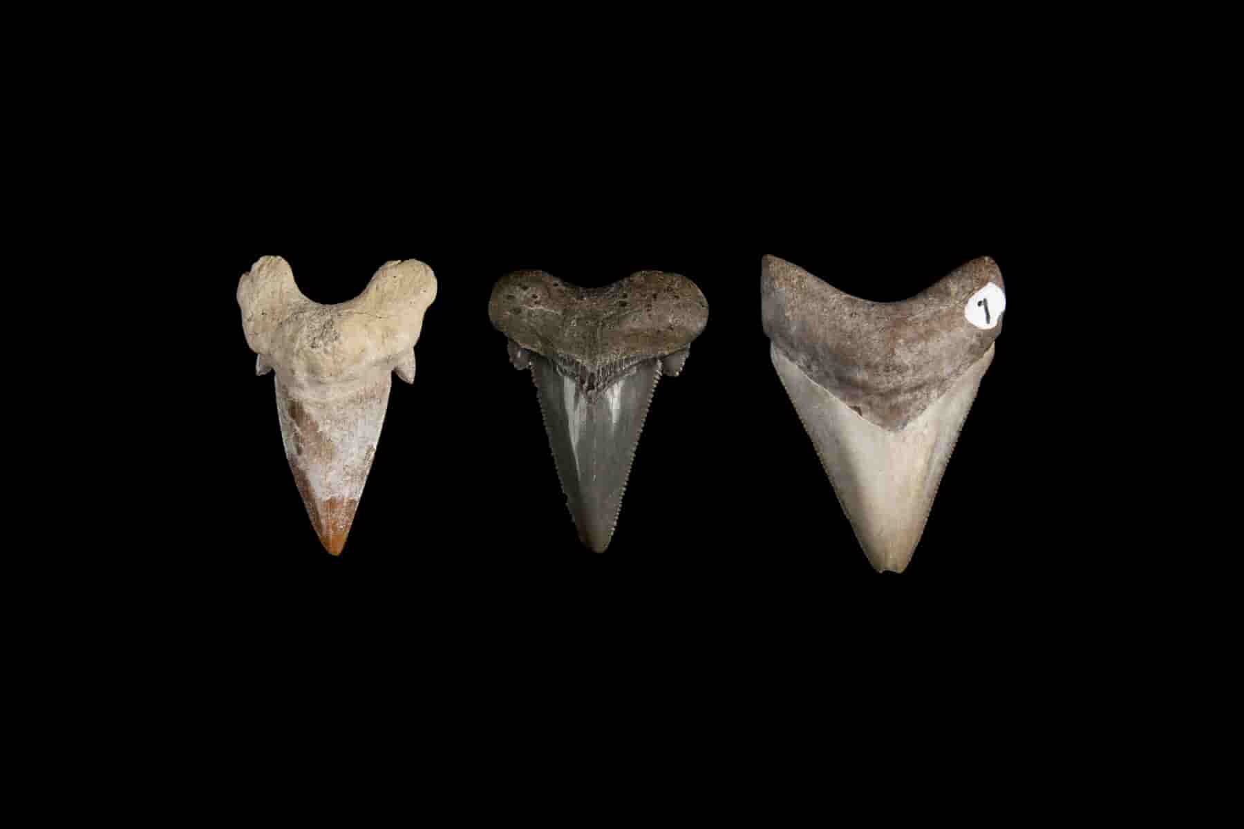 digging for megalodon teeth