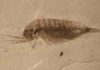Huge fossil discovery made in China’s Hubei province Scientists say the fossils have been "exquisitely" preserved. Credit: Ao Sun