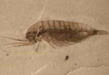 Scientists say the fossils have been "exquisitely" preserved. Credit: Ao Sun