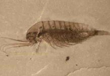 Huge fossil discovery made in China’s Hubei province Scientists say the fossils have been "exquisitely" preserved. Credit: Ao Sun