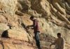 In ancient oceans that resembled our own, oxygen loss triggered mass extinction