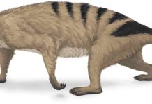 Mammals’ unique arms started evolving before the dinosaurs existed Thrinaxodon
